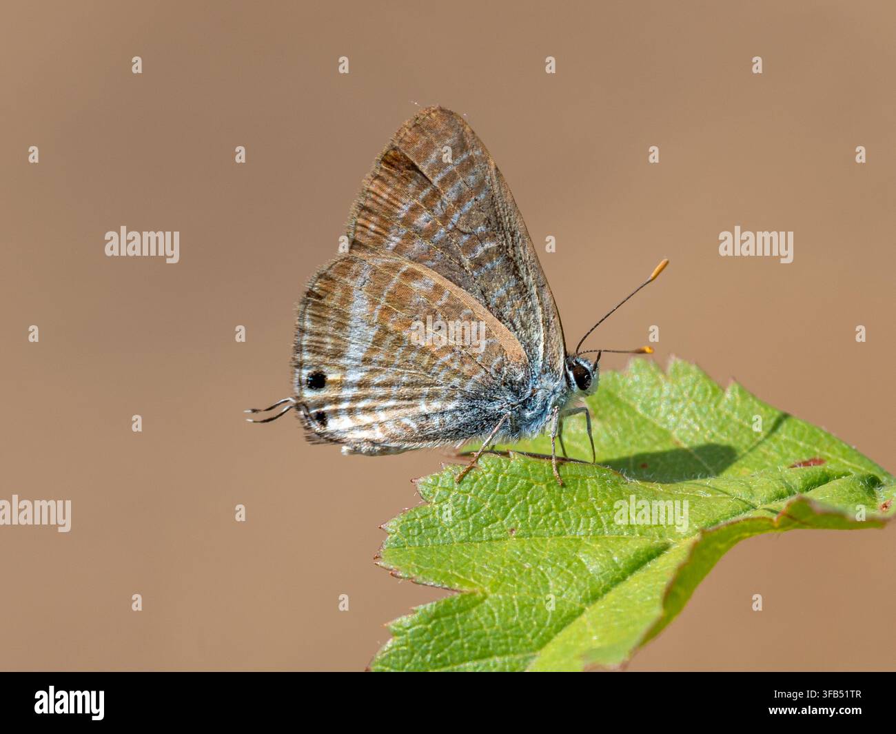 Papillon bleu à longue queue (Lampides boeticus Banque D'Images