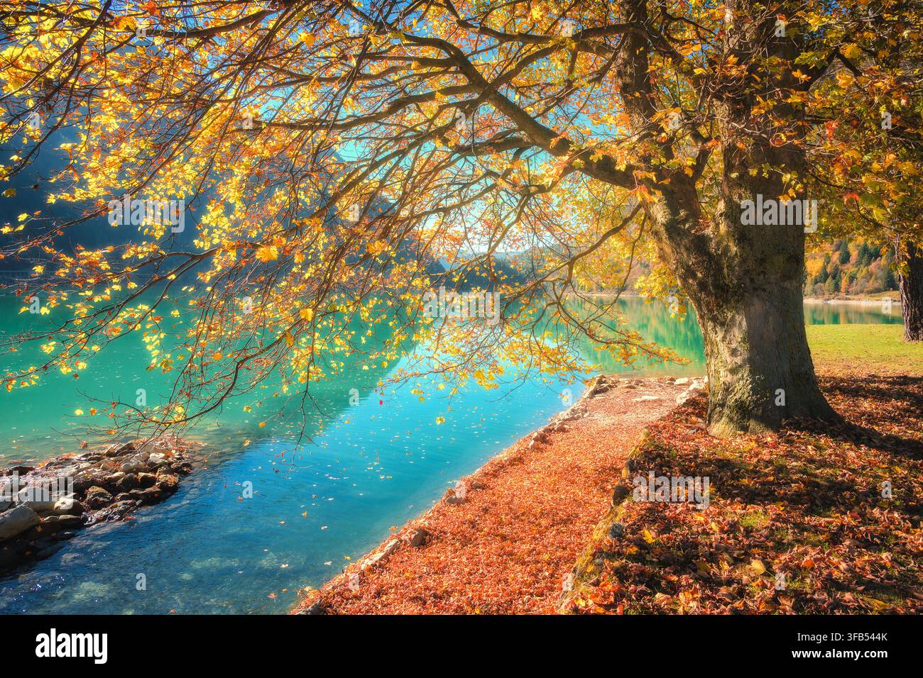 Grand érable aux feuilles jaunes d'automne sur un lac turquoise Banque D'Images