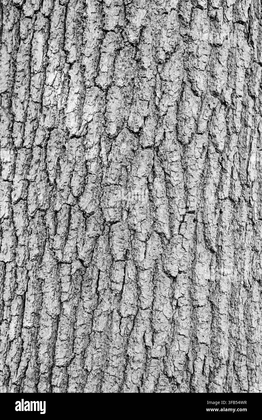 Grossissement de l'écorce d'un chêne (Quercus sp.) dans le Richmond Park, Surrey Banque D'Images