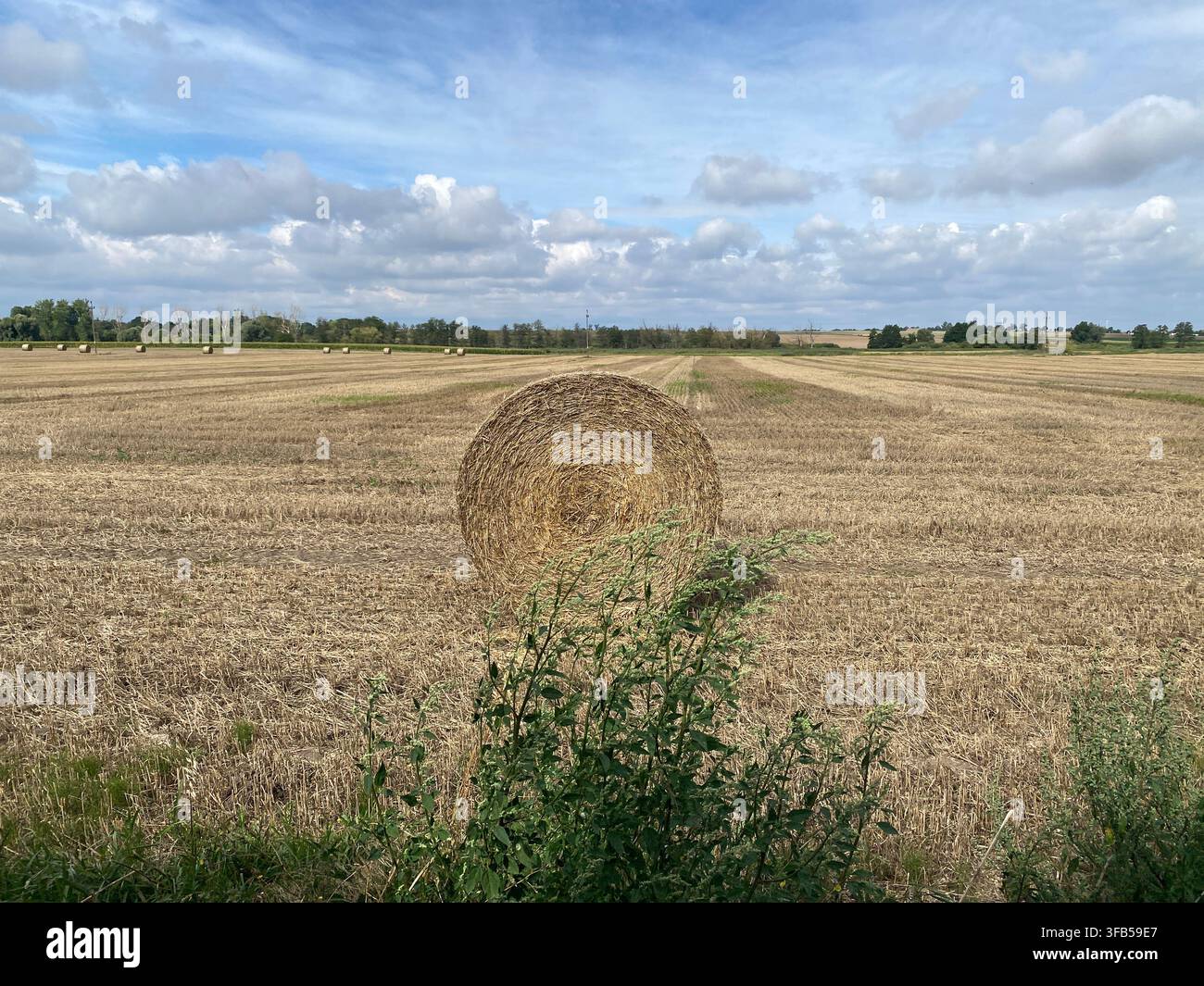 Une balle de foin ronde unique dans un champ récolté sous un ciel bleu parsemé de nuages et des arbustes verts au premier plan. Banque D'Images