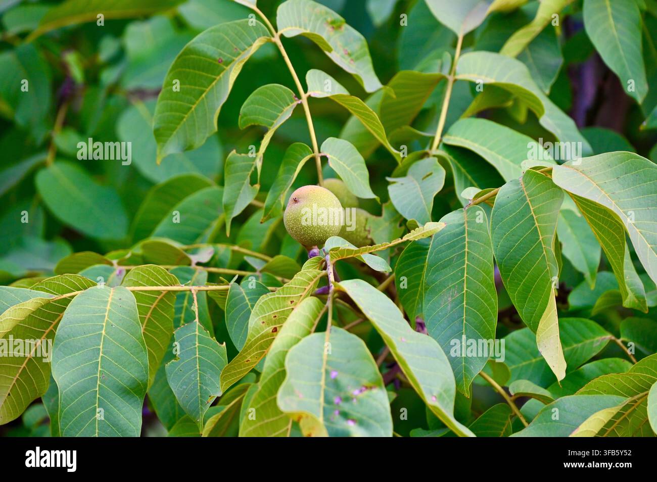 Une photographie de noix vertes immatures suspendues à une branche d'un noyer entourées de feuilles vertes luxuriantes sous la lumière naturelle du jour. Banque D'Images