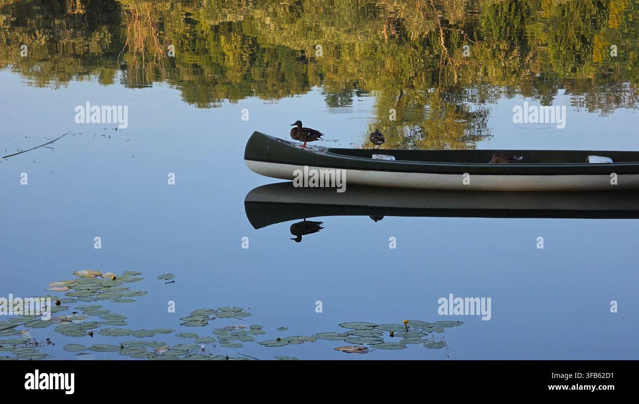 Trois canards colverts sont perchés sur le bord d'un canoë blanc et vert, qui flotte sur une eau calme avec des reflets d'arbres vert vif et orange Banque D'Images