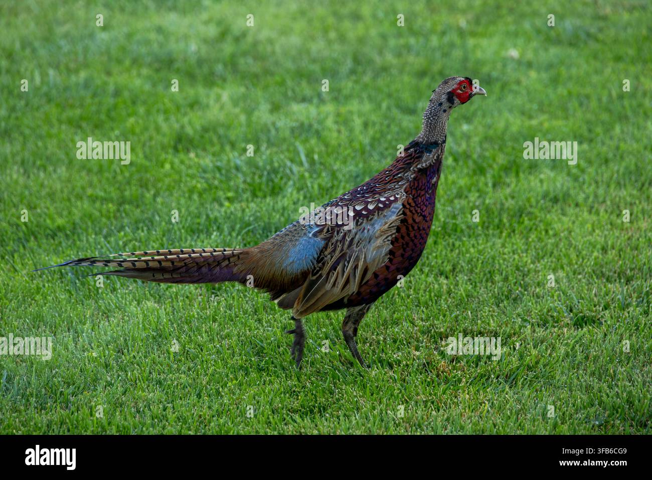 Faisan commun (Phasianus colchicus) sur une pelouse urbaine, Pasco, État de Washington, États-Unis Banque D'Images
