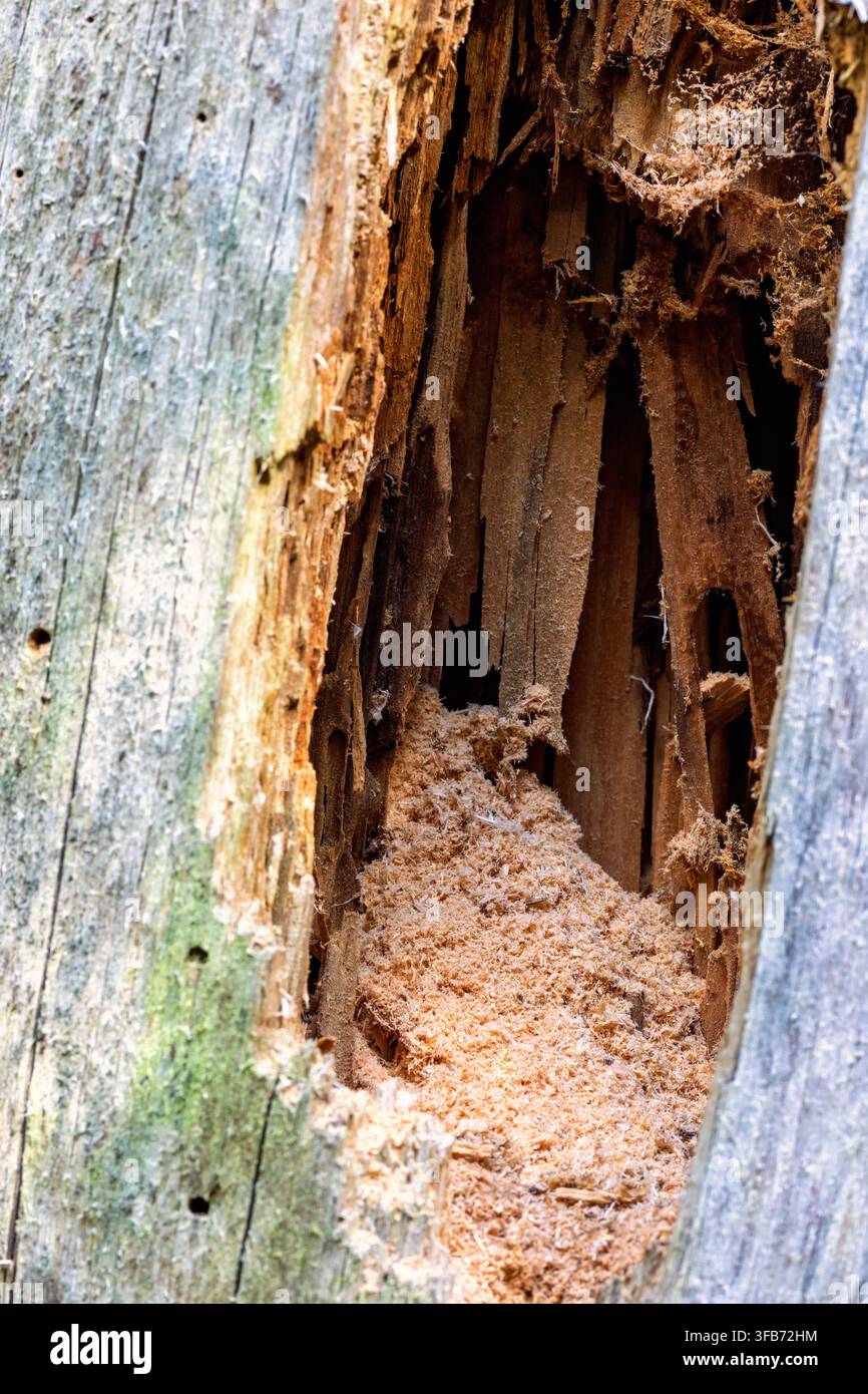 Débris ligneux grossier après une infestation d'insectes dans une souche d'arbre ancienne Banque D'Images