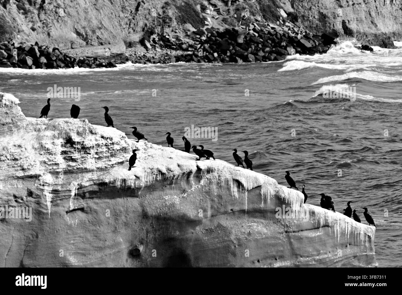 Une volée de cormorans sombres se repose le long d'une corniche de grès érodée au-dessus des eaux agitées du Pacifique aux Sunset Cliffs de San Diego. Banque D'Images