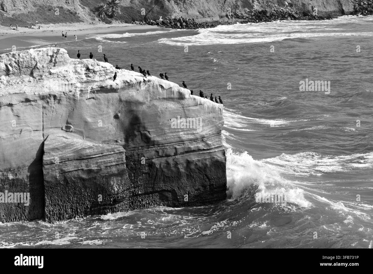 Une volée de cormorans sombres se repose le long d'une corniche de grès érodée au-dessus des eaux agitées du Pacifique aux Sunset Cliffs de San Diego. Banque D'Images
