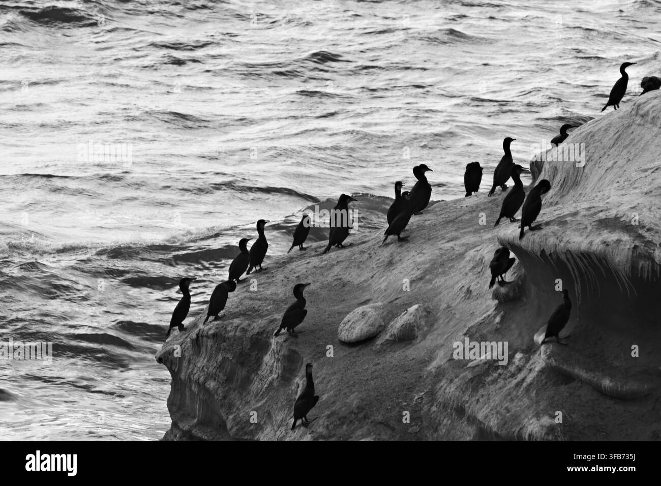 Une volée de cormorans sombres se repose le long d'une corniche de grès érodée au-dessus des eaux agitées du Pacifique aux Sunset Cliffs de San Diego. Banque D'Images