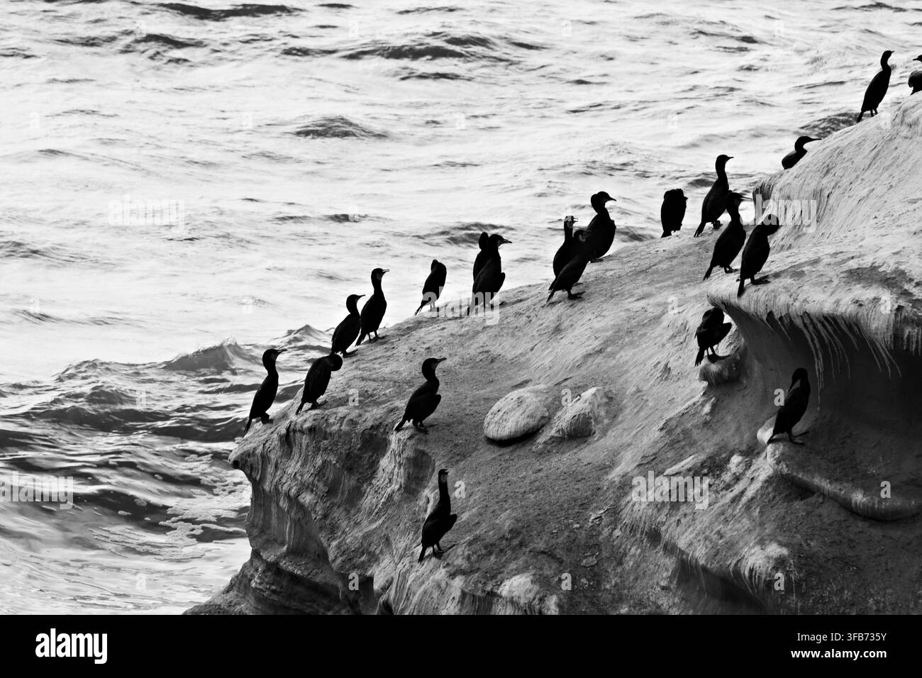 Une volée de cormorans sombres se repose le long d'une corniche de grès érodée au-dessus des eaux agitées du Pacifique aux Sunset Cliffs de San Diego. Banque D'Images