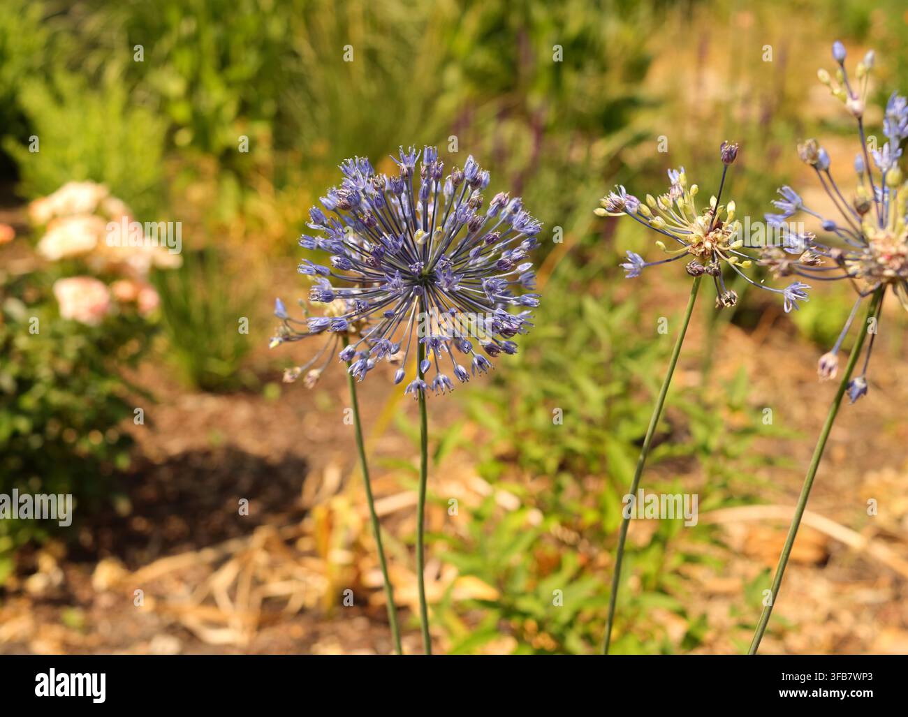 Oignon ornemental bleu Allium caeruleum en fleur en mai dans un jardin Banque D'Images