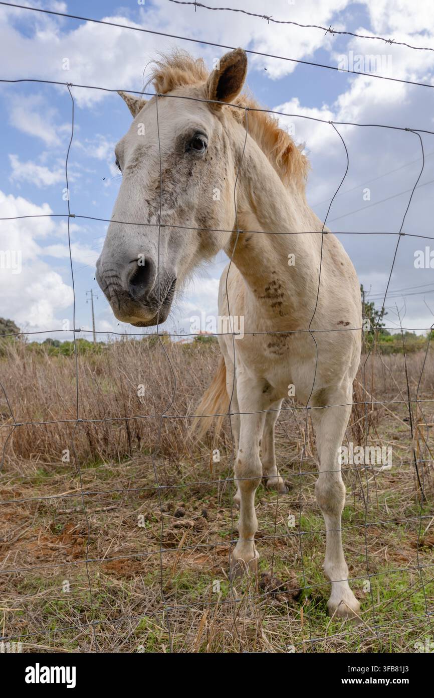 Un grand cheval blanc se tient derrière une clôture dans un champ sec sous un ciel lumineux. Banque D'Images