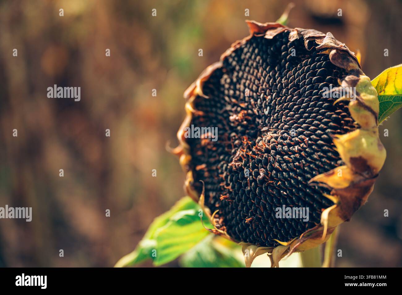Tête de tournesol séchée lourde de graines mûres prêtes pour la récolte. Concept de maturité des cultures agricoles, de production de graines oléagineuses, de fin de croissance saisonnière et Fa Banque D'Images