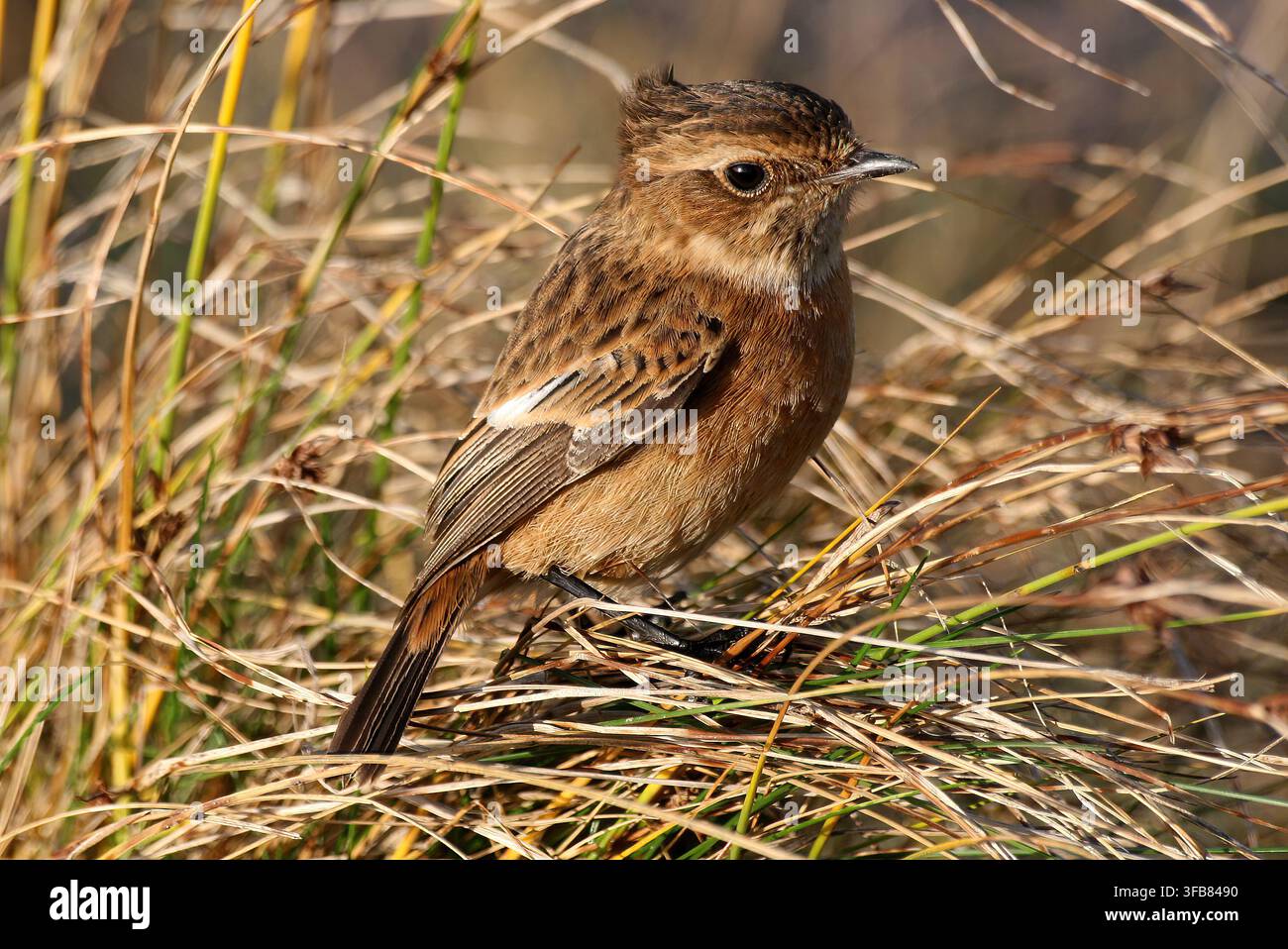 Saxicolie rubicola - Saxicola rubicola - femelle Banque D'Images