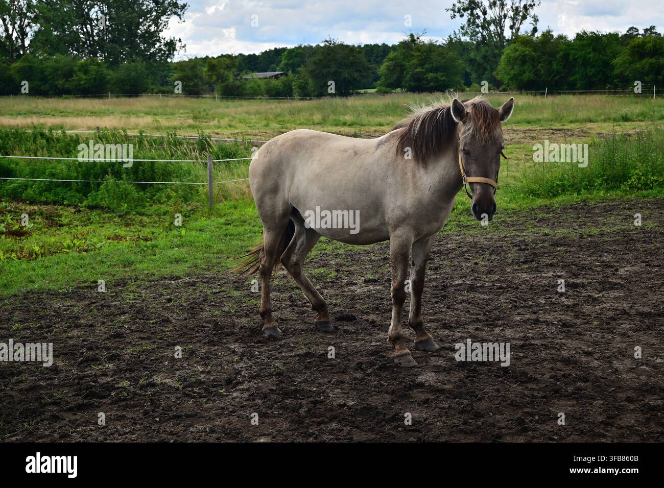 Cheval gris debout dans un pâturage boueux sur une ferme rurale avec des champs et des arbres verts. Banque D'Images