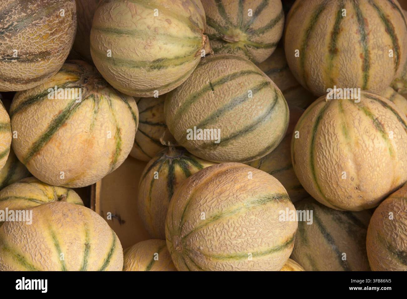 Un grand tas de melons Charentais frais à rayures vertes et peau réticulée exposés dans une caisse en bois sur un marché traditionnel français. Banque D'Images