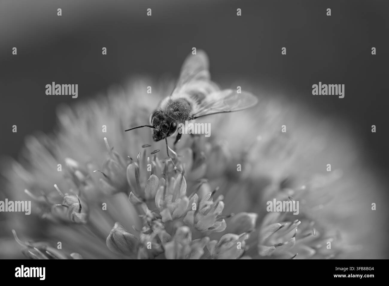 Abeille butineuse collectant du pollen sur une fleur de civette, capturée en monochrome dramatique avec des pétales à mise au point douce et des ailes détaillées dans un cadre de jardin naturel Banque D'Images