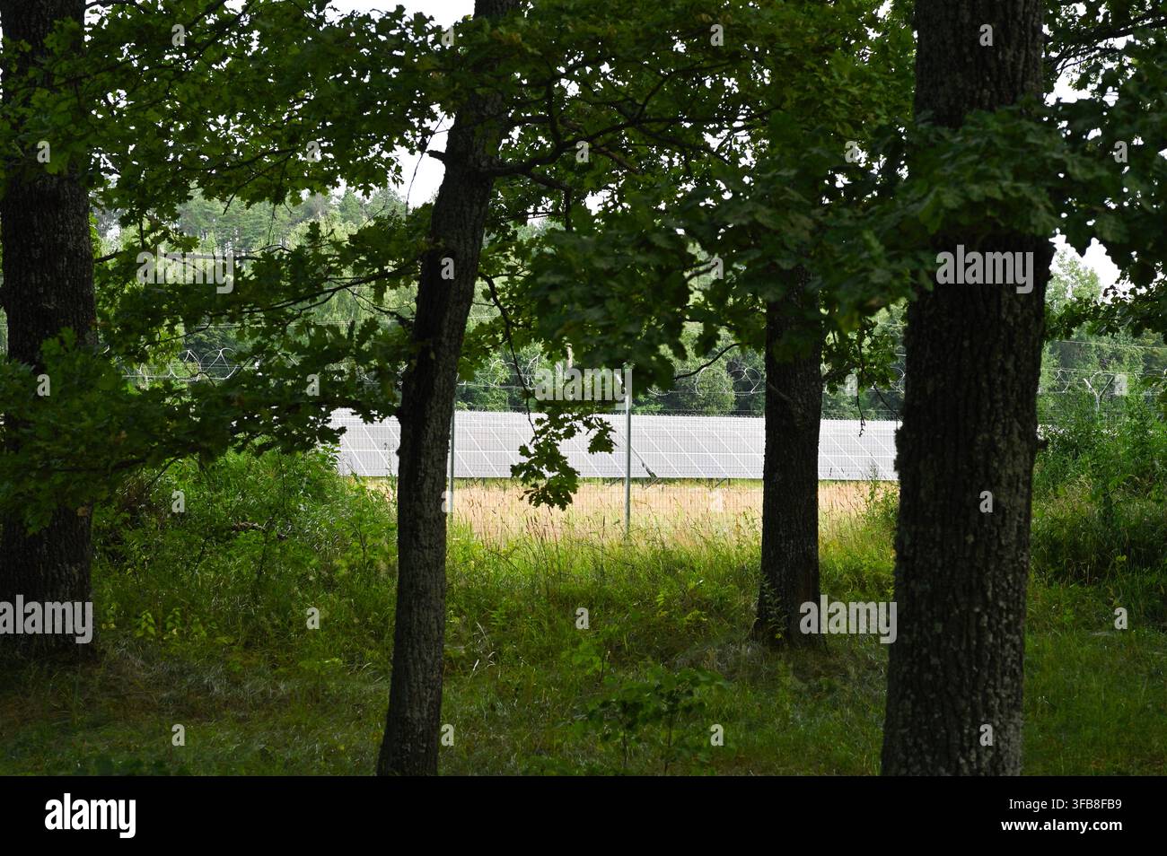 Rangeée de panneaux solaires visibles derrière les troncs d'arbres en lisière de forêt. Installation photovoltaïque générant de l'énergie renouvelable dans la nature, technologie verte durable Banque D'Images