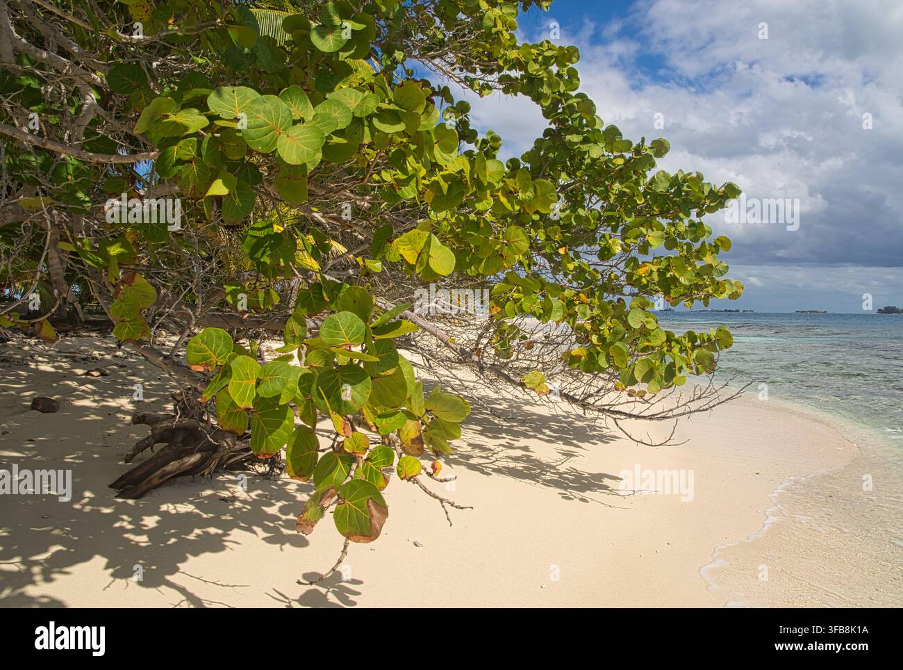 Branches d'arbres verts sur la plage de Sandy Cay, près d'Utila au Honduras Banque D'Images