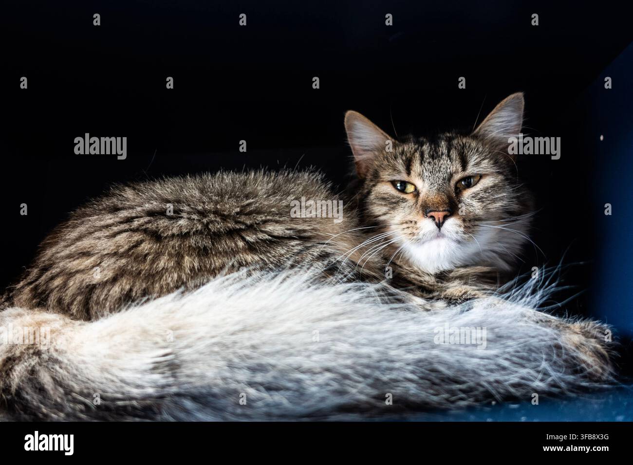 Chat domestique tigré détendu allongé sur une couverture douce et pelucheuse contre un fond sombre, regardant vers l'appareil photo Banque D'Images