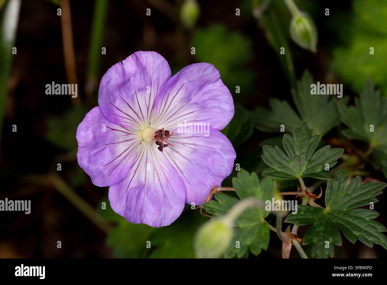 Diversité botanique - Geranium sp. - Fleur de grue violette dans un jardin naturel Banque D'Images