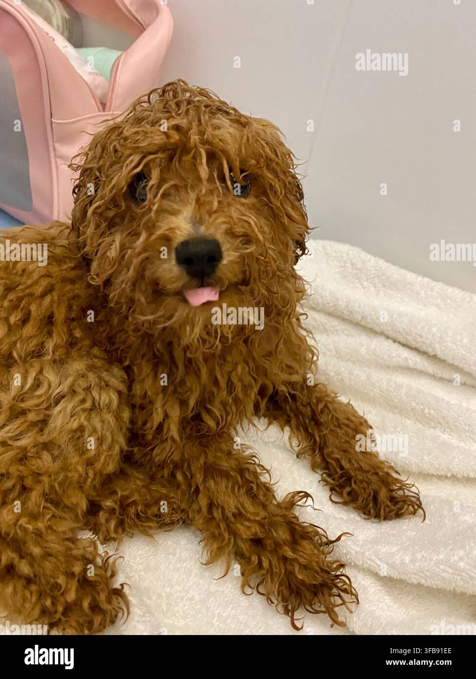 Caniche brun mouillé se reposant sur une serviette blanche après le bain à l'intérieur. - Image de stock capturée avec un smartphone
