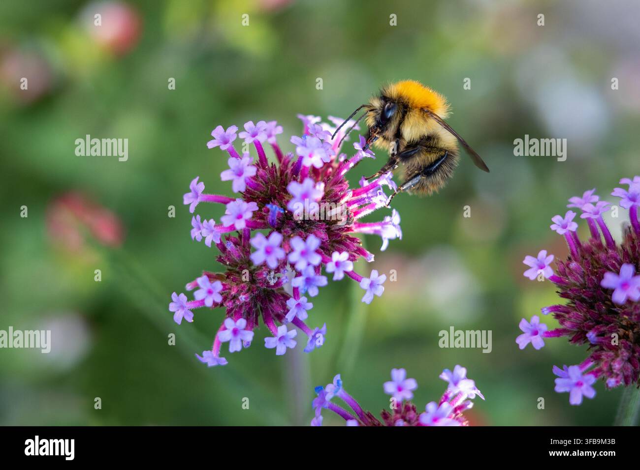 Bumblebee, abeille fouetteur commune, sur des fleurs de verbéna violettes, dans un jardin du Kent, en Angleterre, au Royaume-Uni en août par une journée ensoleillée. Banque D'Images