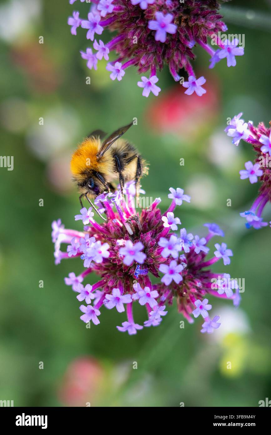 Bumblebee, abeille fouetteur commune, sur des fleurs de verbéna violettes, dans un jardin du Kent, en Angleterre, au Royaume-Uni en août par une journée ensoleillée. Banque D'Images
