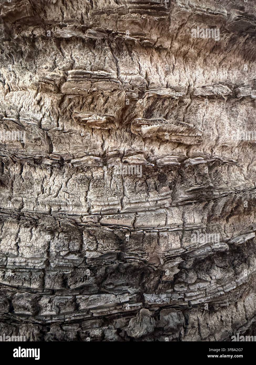 Grossissement de l'écorce texturée d'un palmier Banque D'Images