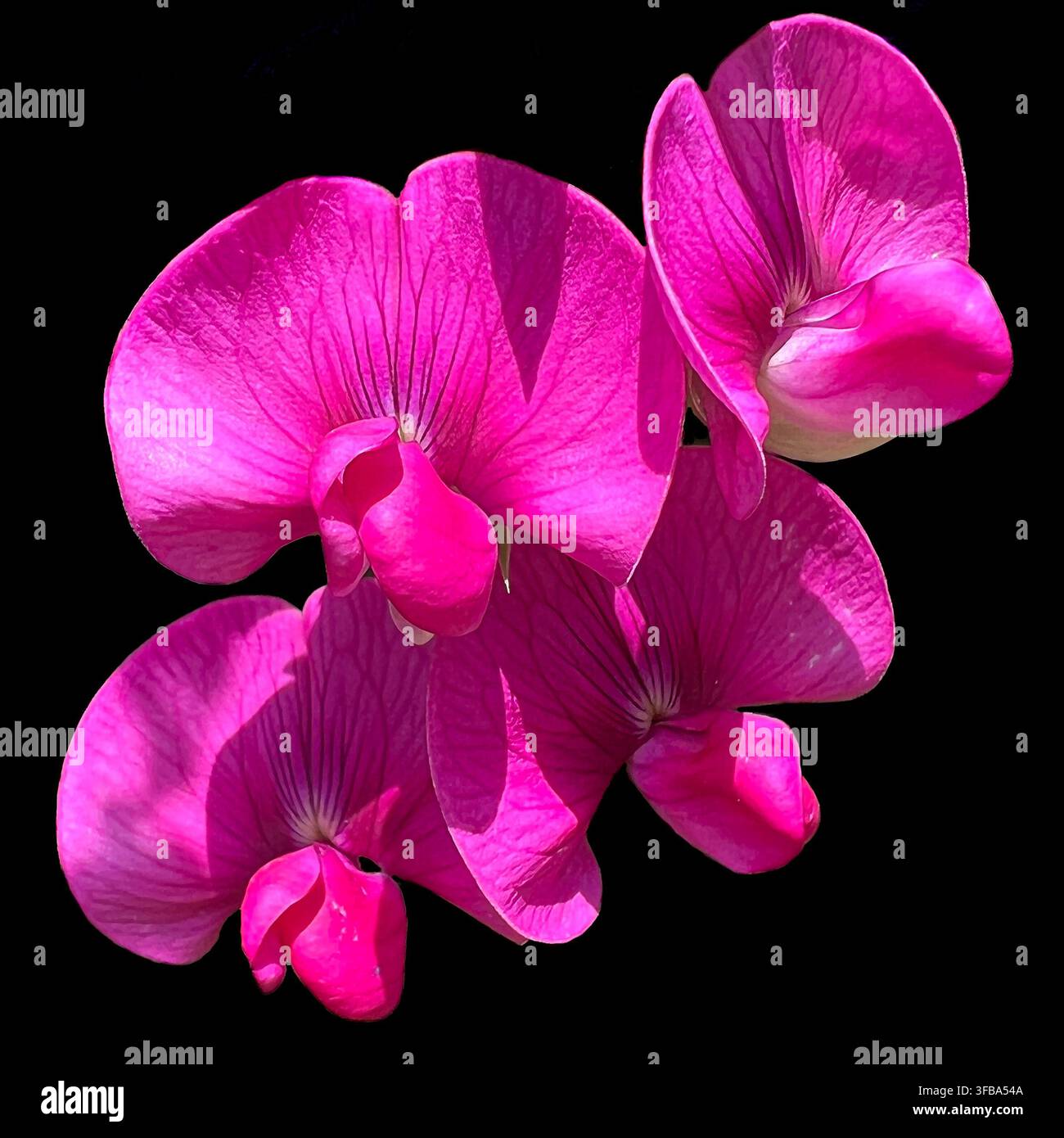 Pois éternel à feuilles larges (Lathyrus latifolius) sur fond noir Banque D'Images