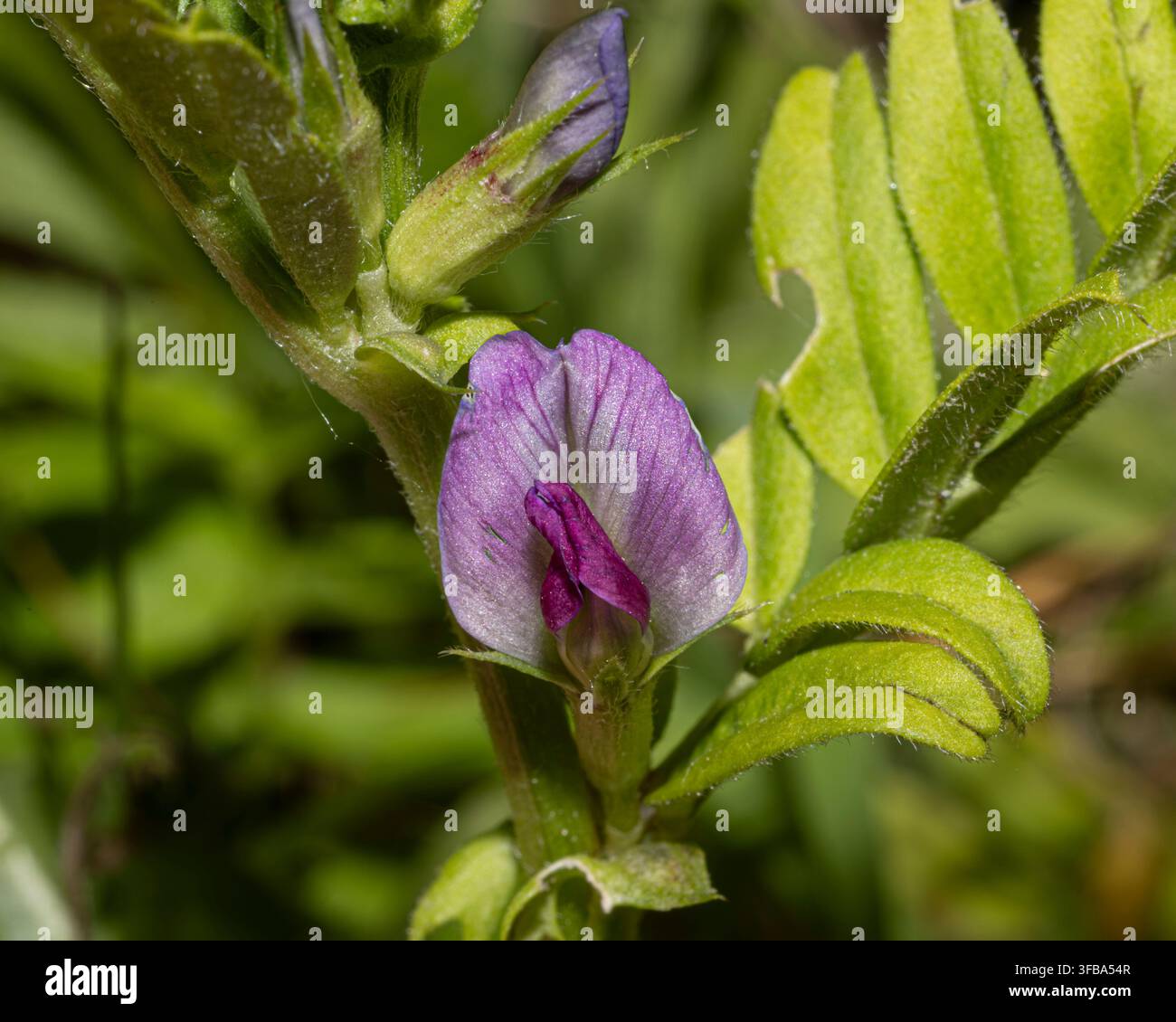 Gesse commune (Vicia sativa), West Sussex, Royaume-Uni Banque D'Images