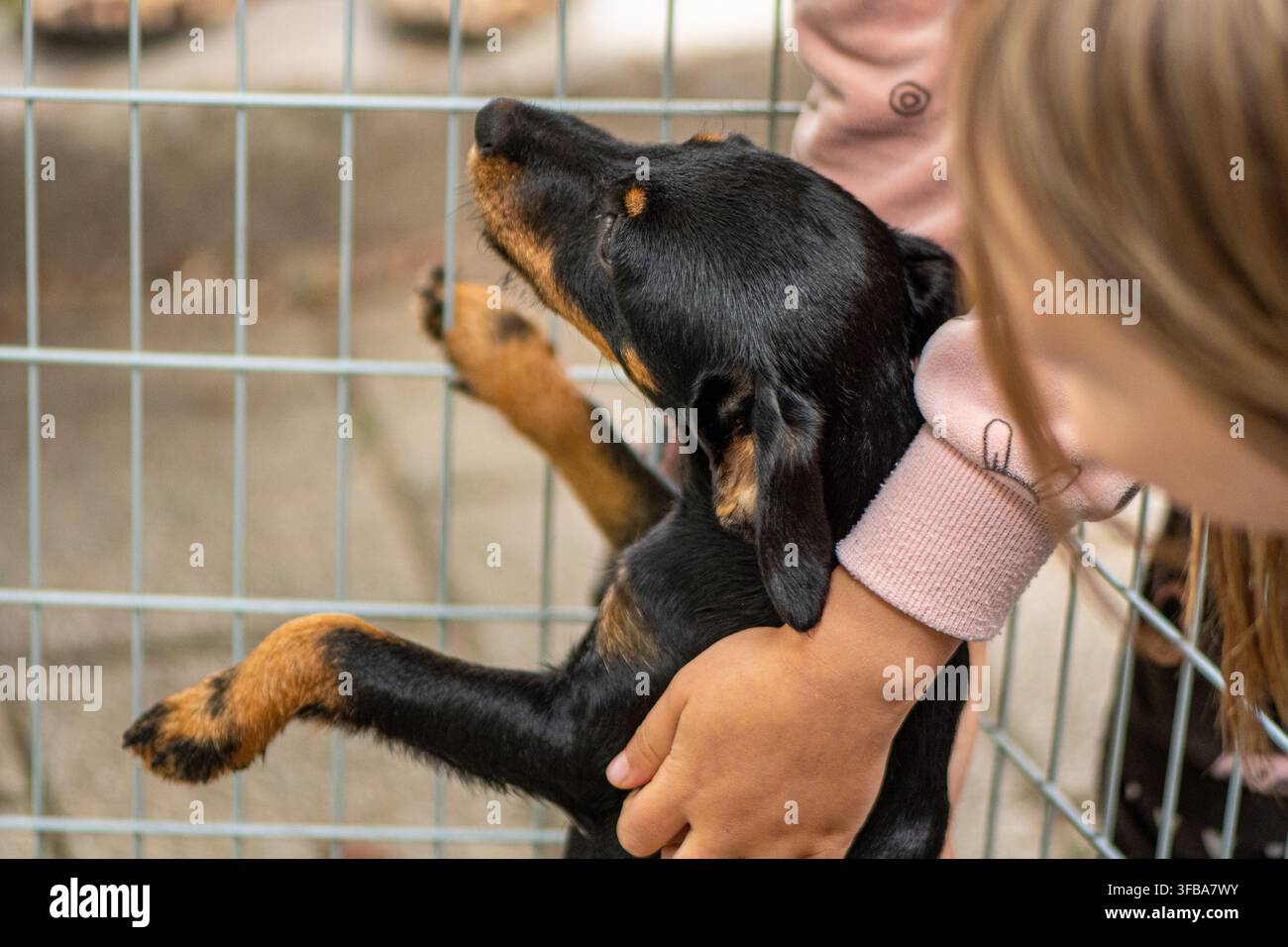 Petit chiot noir et fauve caressé par un enfant à l'intérieur d'un enclos ou d'une cage en fil de fer Banque D'Images