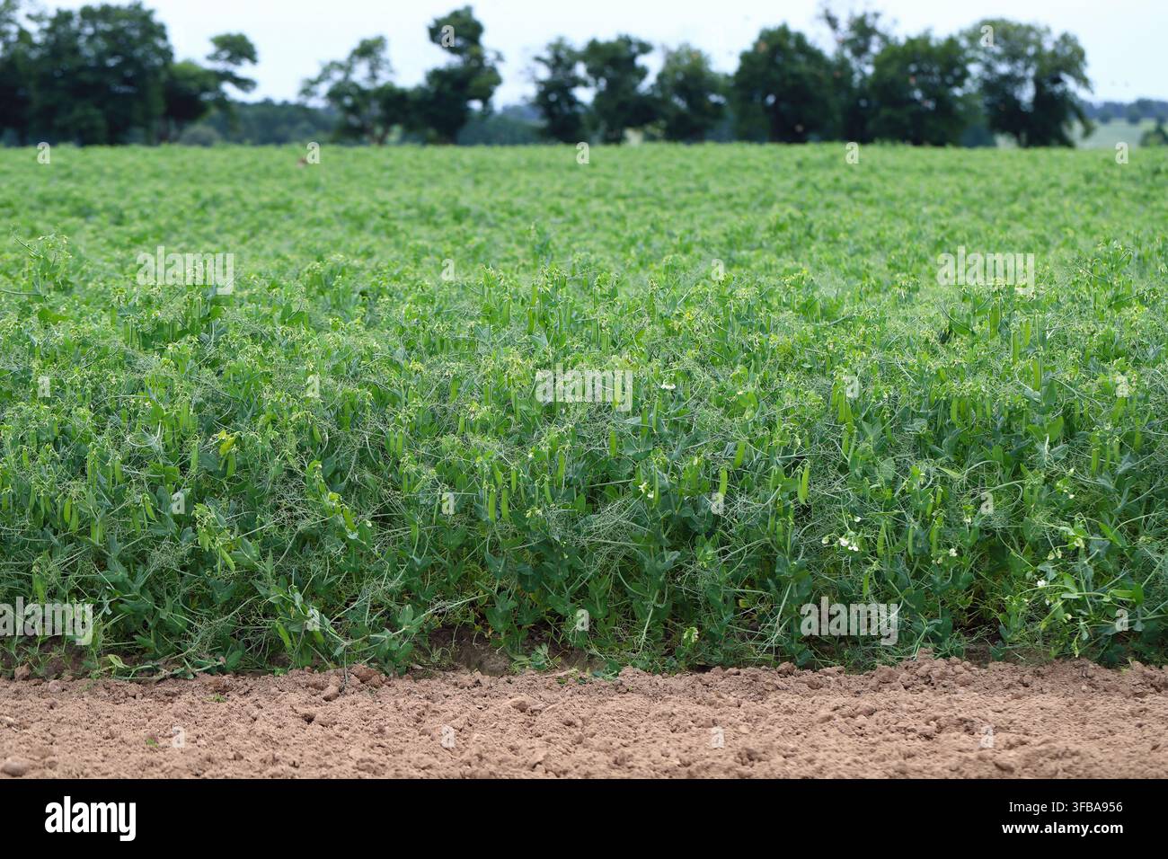 Pois verts en culture. Gros plan de gousses de pois sur les plantes. Légumes Banque D'Images