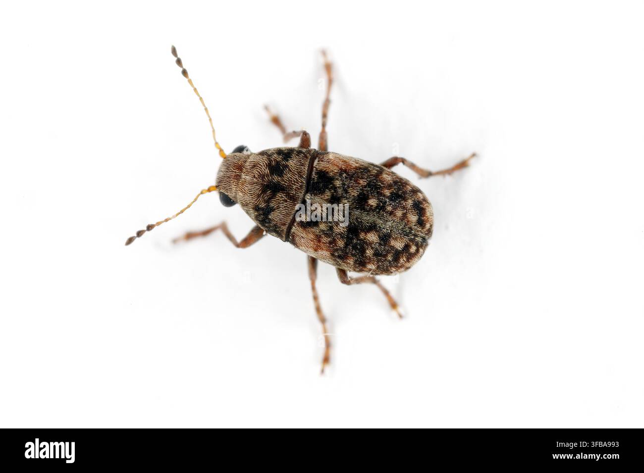 Charançon du café de l'espèce Araecerus fasciculatus isolé sur fond blanc. Banque D'Images