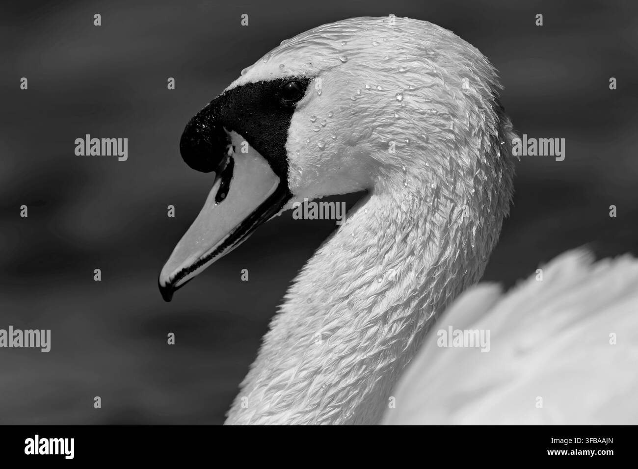 Cygne tuberculé (Cygnus olor) – Portrait en noir et blanc en gros plan Banque D'Images