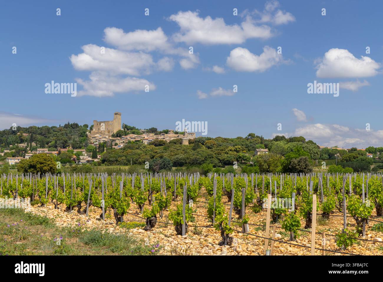 Vignoble typique avec des pierres près de Châteauneuf-du-Pape, Côtes du Rhône, France Banque D'Images