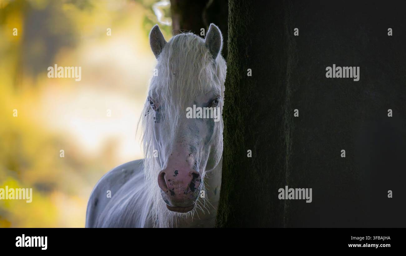 Poney Dartmoor se réfugiant du soleil dans les bois par une chaude journée d'été. Banque D'Images