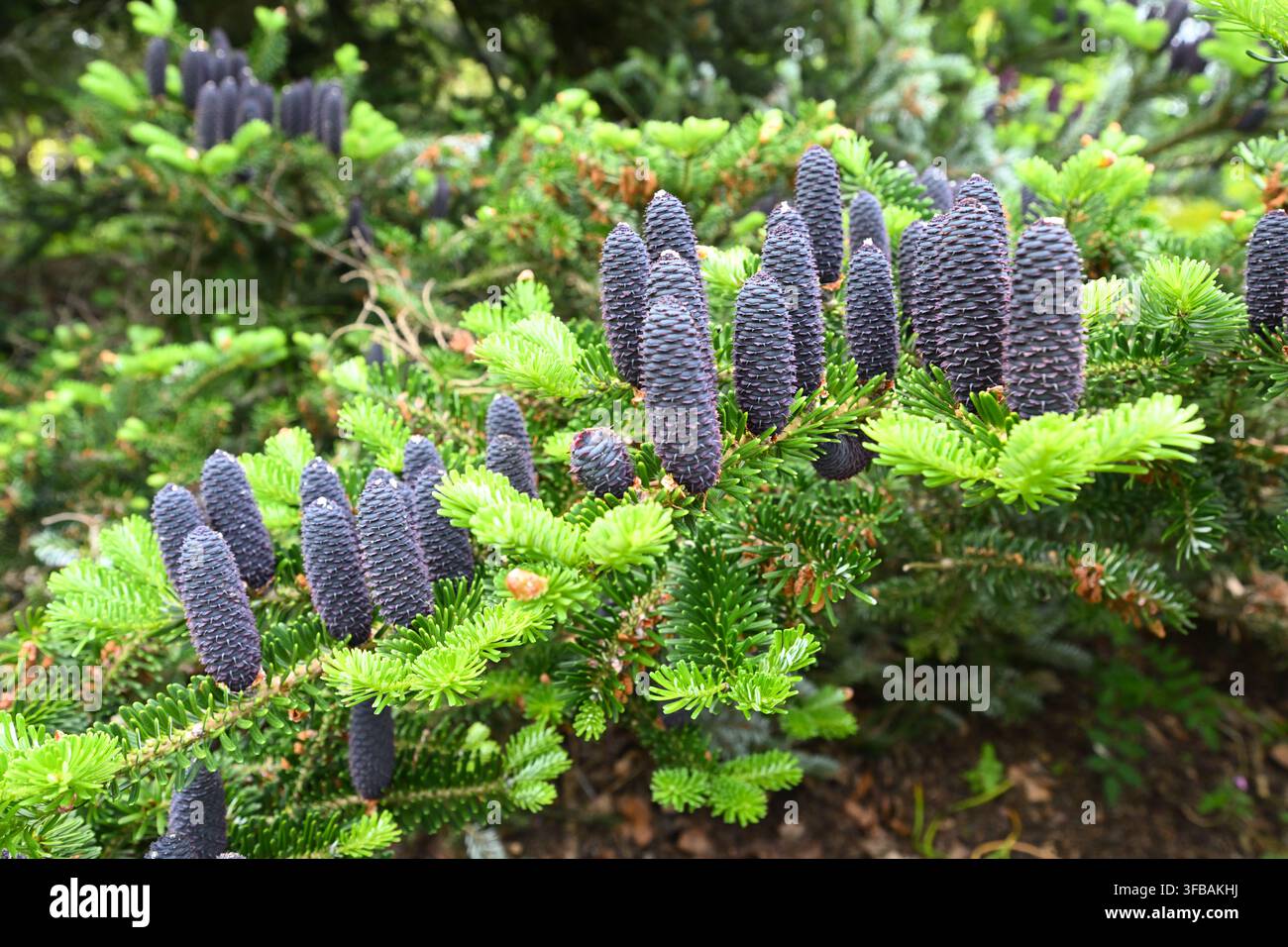 Cônes de printemps bleus et feuillage vert du sapin de Corée, Abies koreana, poussant dans un jardin du Royaume-Uni en mai Banque D'Images
