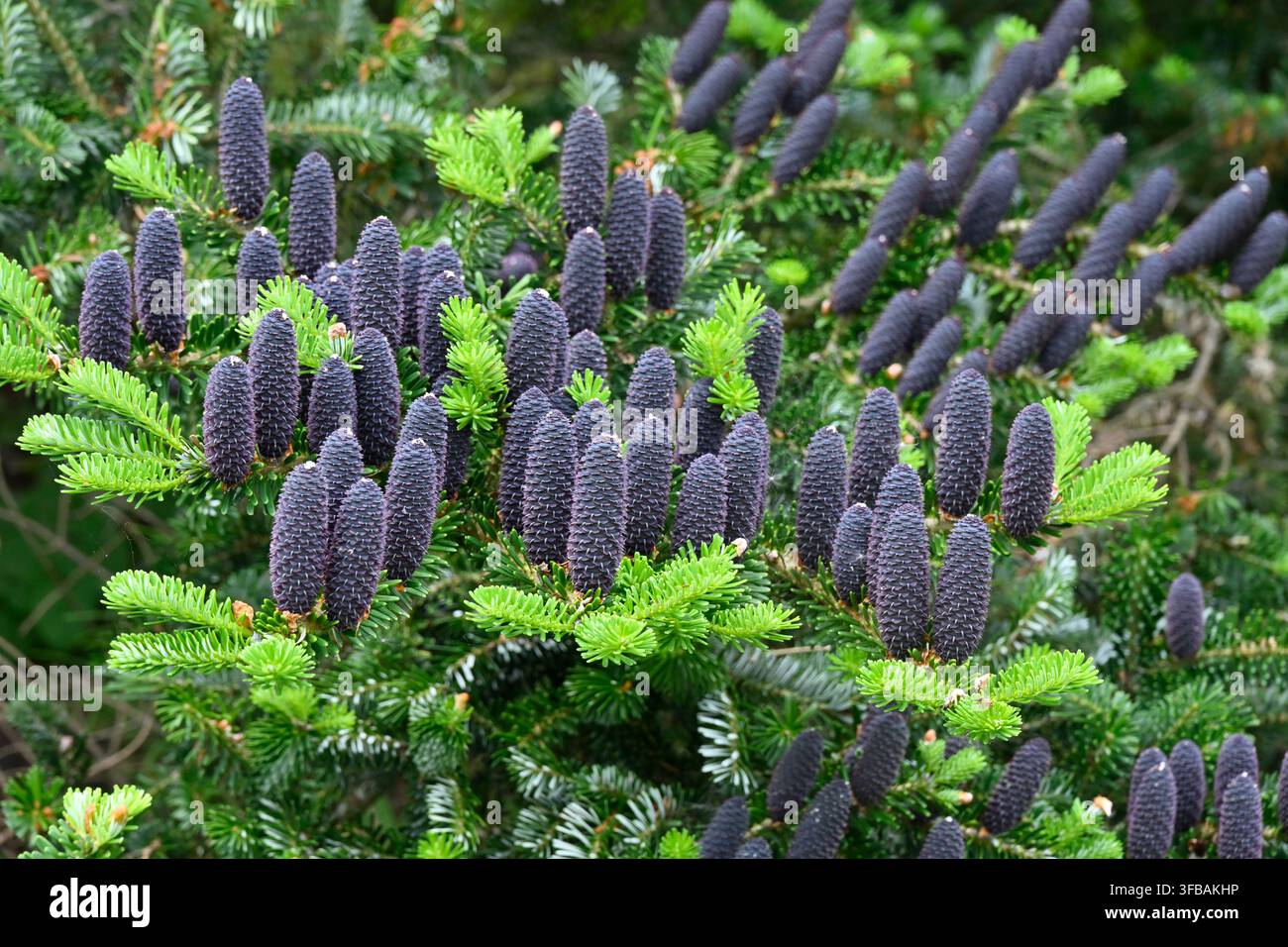 Cônes de printemps bleus et feuillage vert du sapin de Corée, Abies koreana, poussant dans un jardin du Royaume-Uni en mai Banque D'Images