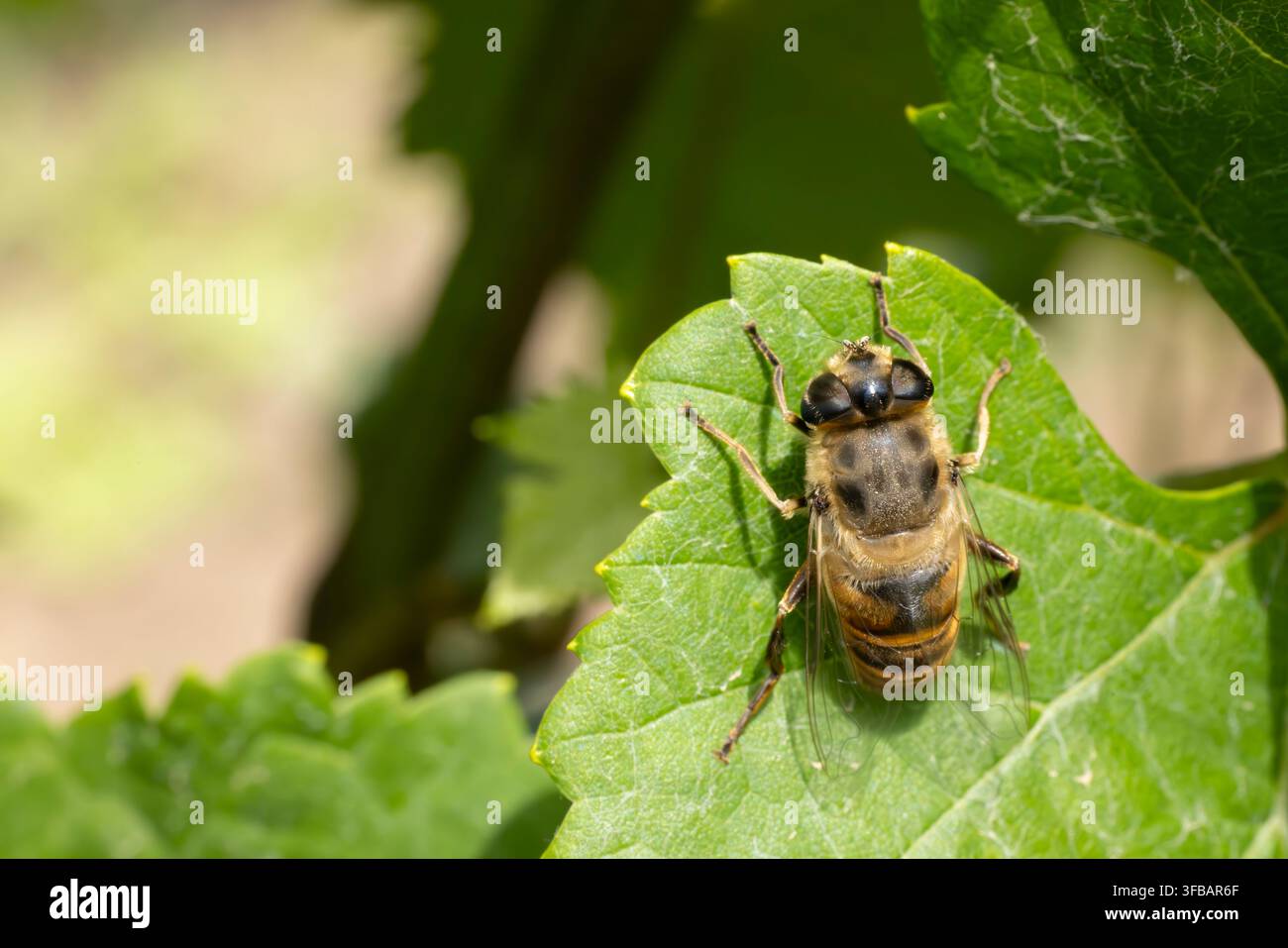 digger bea sur la feuille verte Banque D'Images