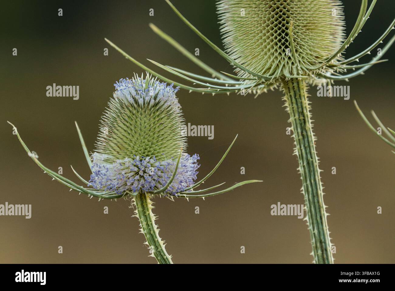 Cardère sauvage en fleurs dans une jachère fleurie Banque D'Images