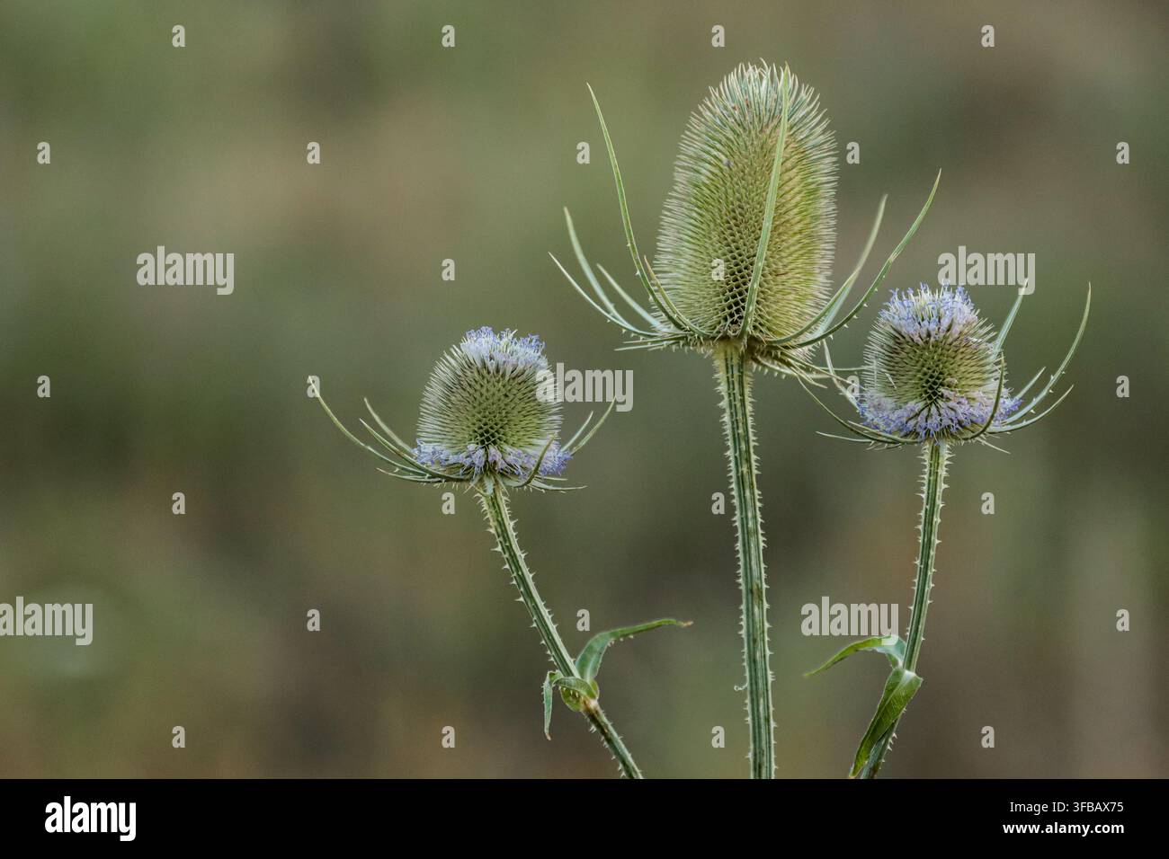 Cardère sauvage en fleurs dans une jachère fleurie Banque D'Images