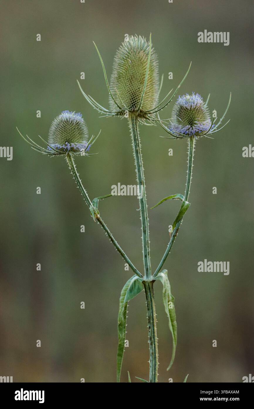 Cardère sauvage en fleurs dans une jachère fleurie Banque D'Images