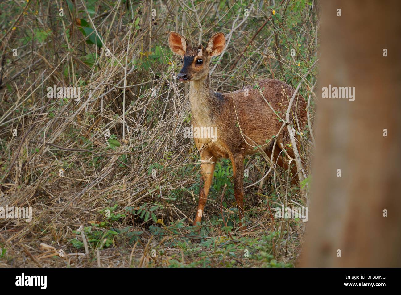 Cerf brocket gris Subulo gouazoubira debout en alerte dans des broussailles sèches, grandes oreilles rondes, pelage brun-rouge, petite espèce de cerf, Pantanal Amérique du Sud w Banque D'Images