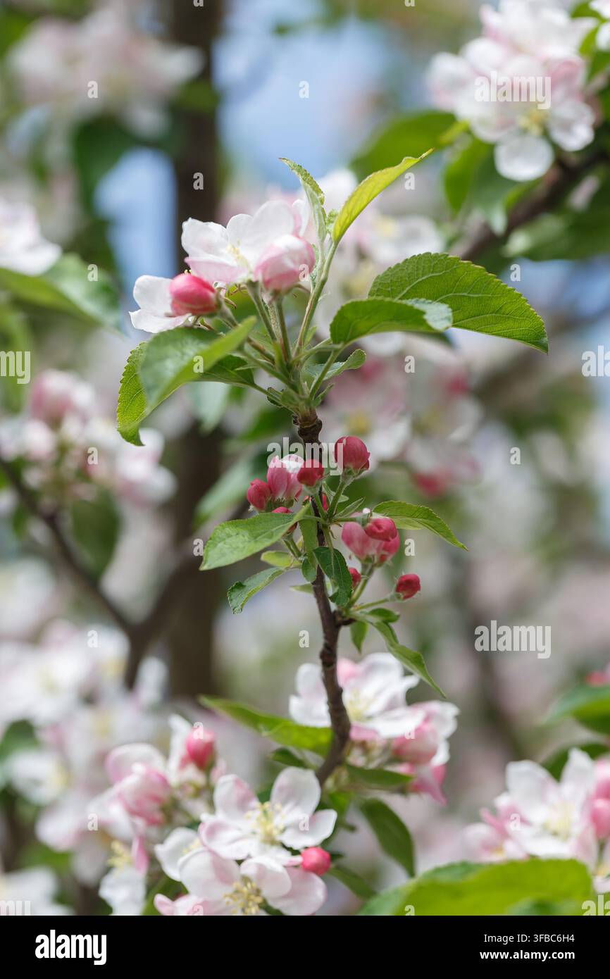 Branche de pommier avec fleurs en gros plan. Le concept du printemps et de la fraîcheur, du jardin et de la récolte. Banque D'Images