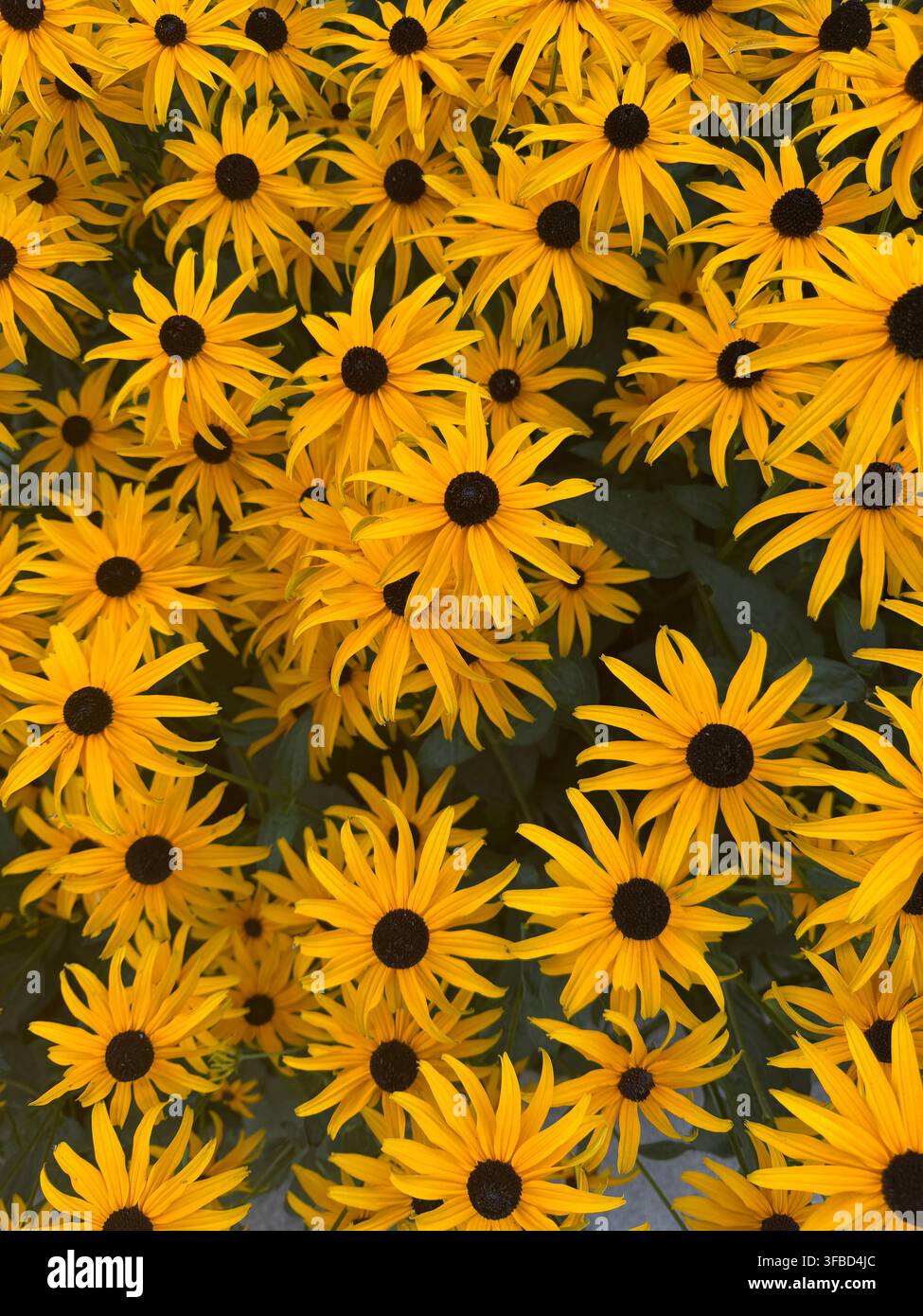 Grossissement de fleurs Black-eyed Susan, gros plan. - Image de stock capturée avec un smartphone