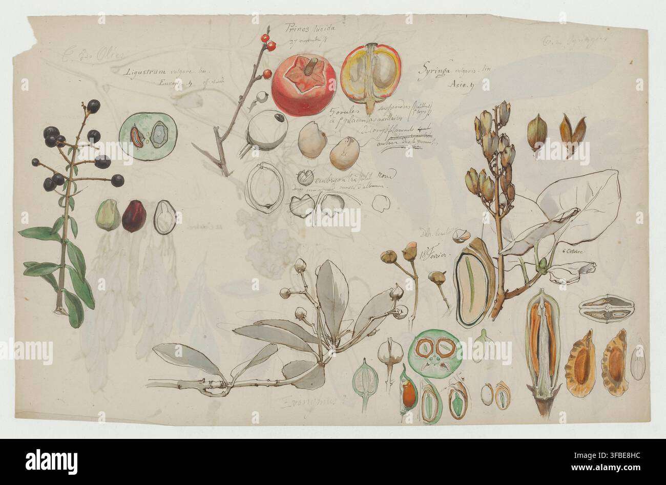Illustrations botaniques de Ligustrum vulgare et Syringa vulgaris, issues d'une série d'aquarelles de Charles Emile Cuisin, illustrateur et graveur français du XIXe siècle, créées entre 1871 et 1899. Banque D'Images