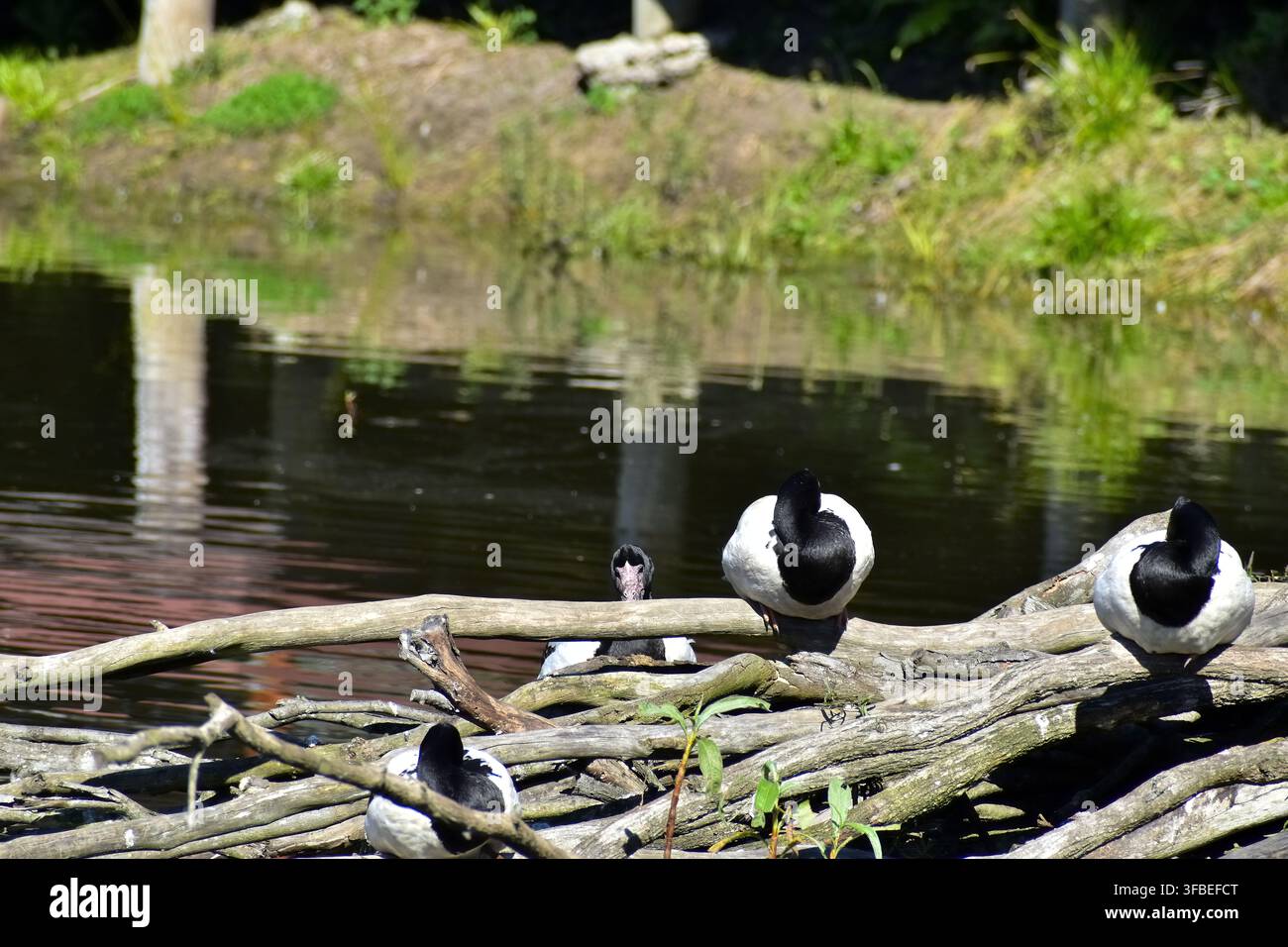 Un groupe d’oies Magpie se perchent sur un tas enchevêtré de branches sèches et érodées à côté d’un étang réfléchissant. Banque D'Images
