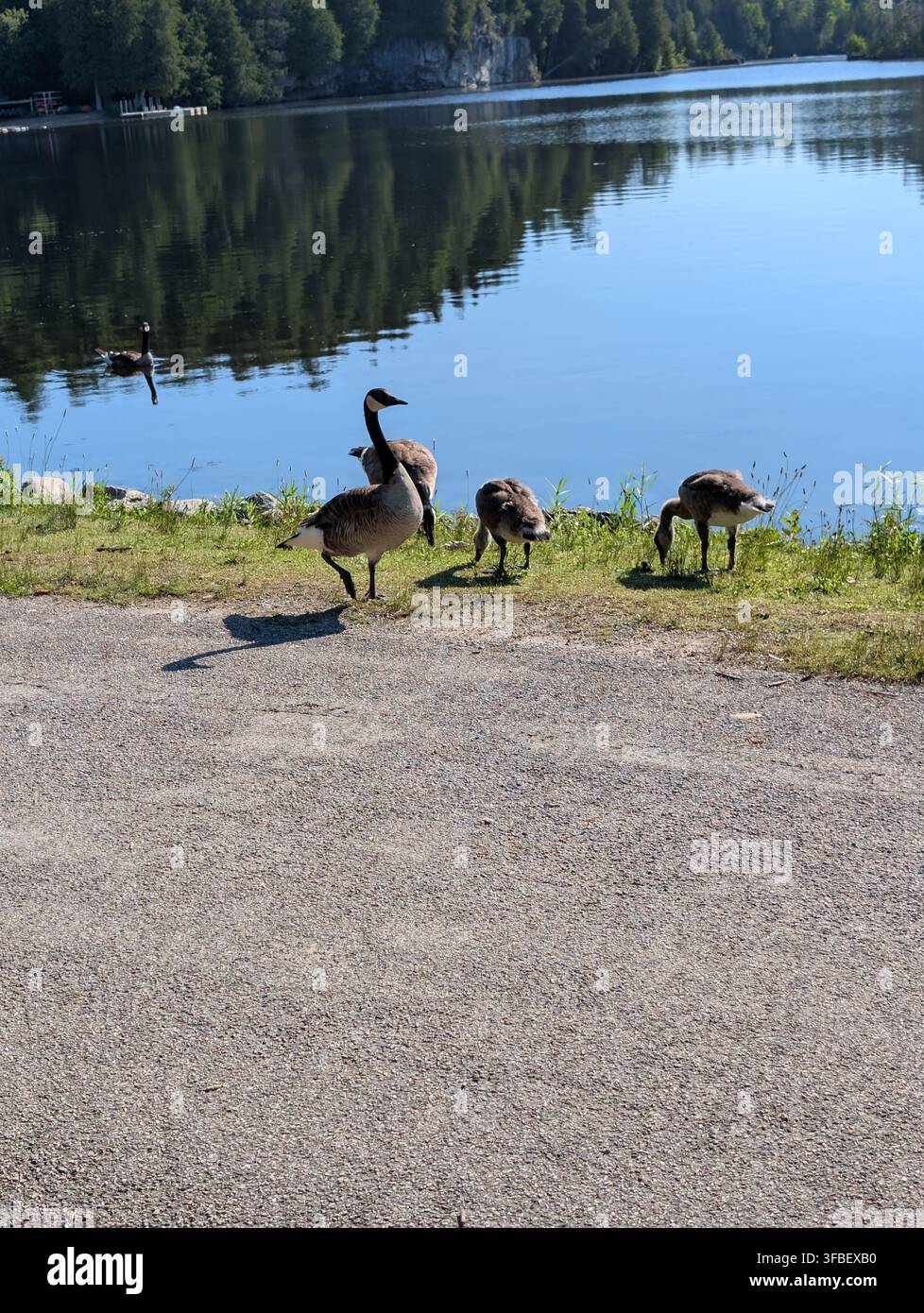 Une volée de bernaches du Canada broute sur la rive d'un lac calme tôt le matin. Oiseaux sauvages, Ontario, Canada. - Image de stock capturée avec un smartphone