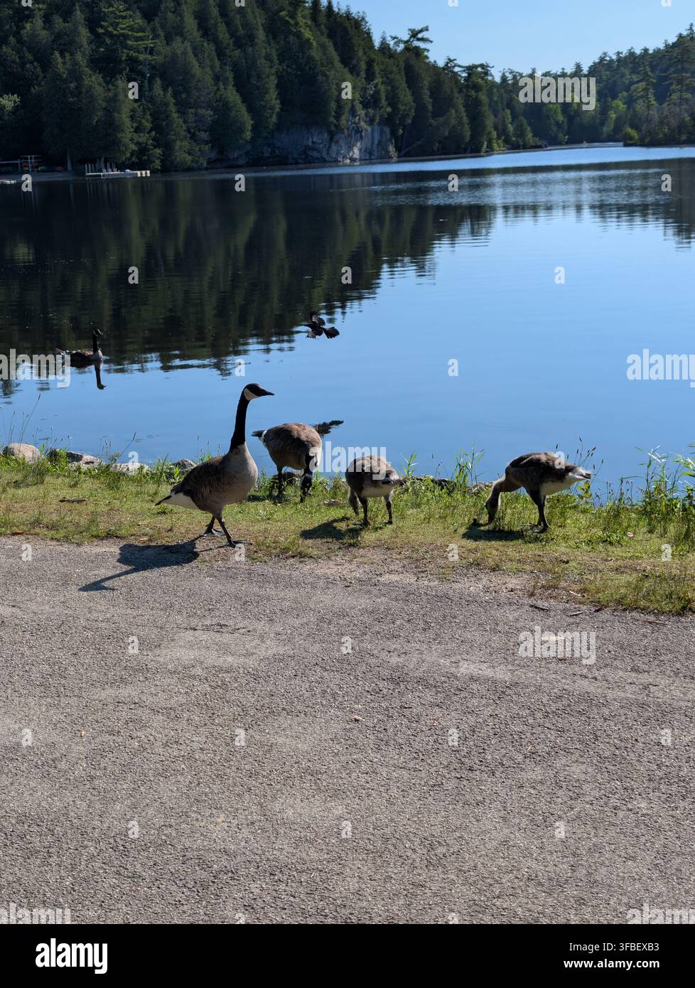 Une volée de bernaches du Canada broute sur la rive d'un lac calme tôt le matin. Oiseaux sauvages, Ontario, Canada. - Image de stock capturée avec un smartphone