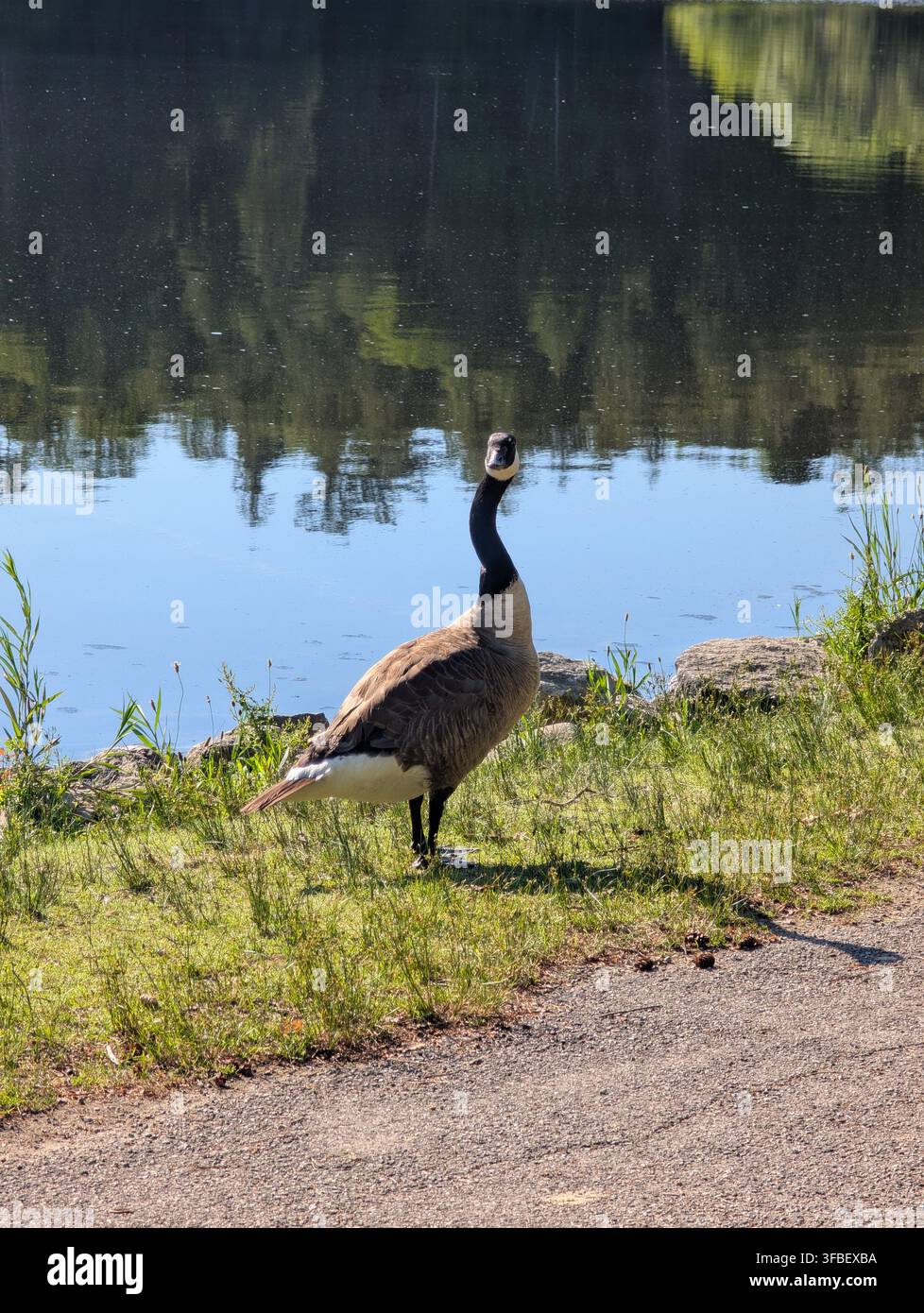 Une volée de bernaches du Canada broute sur la rive d'un lac calme tôt le matin. Oiseaux sauvages, Ontario, Canada. - Image de stock capturée avec un smartphone