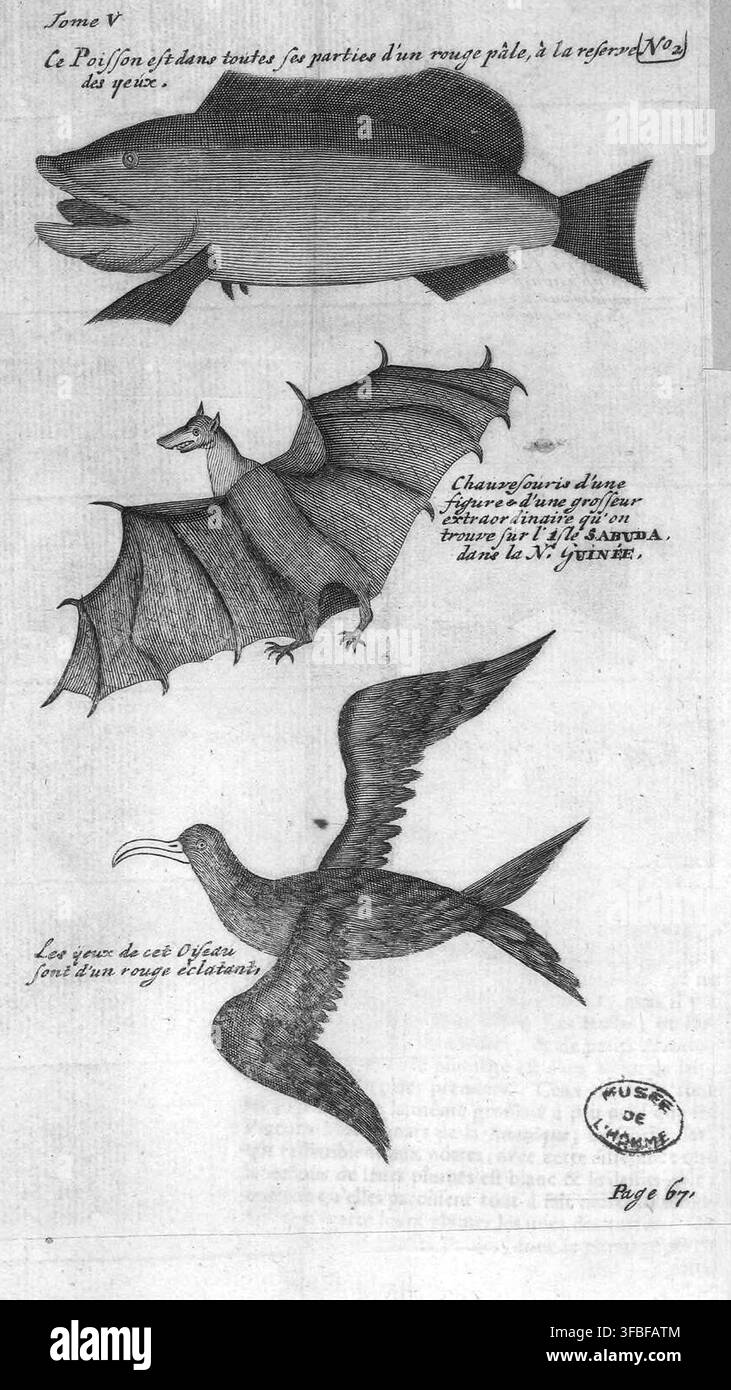 Une gravure de 1711 illustrant divers animaux, notamment un poisson, des chauves-souris trouvées sur l'île de Sabuda en Nouvelle-Guinée et un oiseau aux yeux rouge vif, tirée du Tome V d'une publication d'histoire naturelle. Banque D'Images